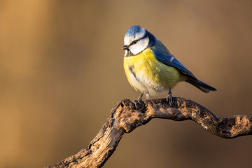 Parus major, Blue tit sitting on the branch . Wildlife