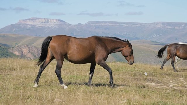 A brown horse grazes in an alpine meadow surrounded by its herd with small foals. The farm. Horse breeding