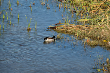 Fototapeta premium Duck
