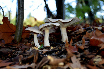 mushrooms in forest