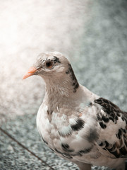 Paloma 