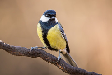 Parus major, Great tit sitting on the branch . Wildlife