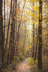 autumn path through the forest 
