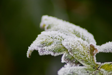 frozen brambles on a winter morning