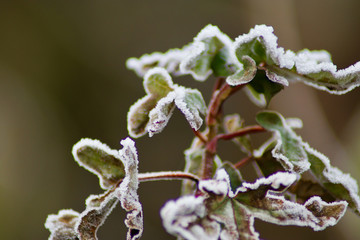 frozen hedge leaves on a winter morning