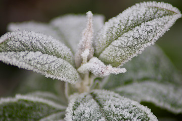 frozen flower on a cold morning