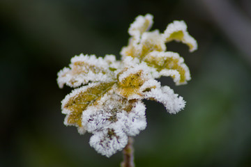 ice rimmed flower on a winter morning