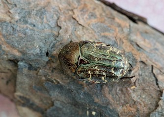 Dark Flower Scarab beetle (Euphoria sepulcralis) on a piece of bark seen with an overhead view. It is found in the USA and Mexico. They are considered pests as they feed on corn crops and flowers.