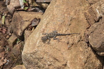 lizard on rock