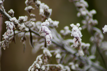frozen branch on a cold winter day