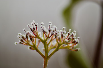 ice rimmed flower on a winter morning