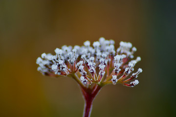 ice rimmed flower on a winter morning