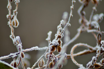 frozen vine branches on a cold morning