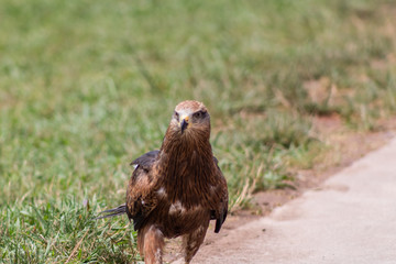 royal kite in its territory, in Cantabria, Spain