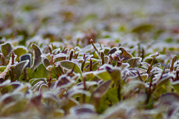 frozen hedge leaves on a winter morning