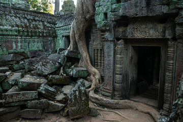 Fototapeta na wymiar Ta Prohm Temple Siem Reap Cambodia