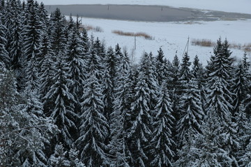trees in snow