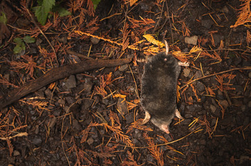 dead mole on the trail 
