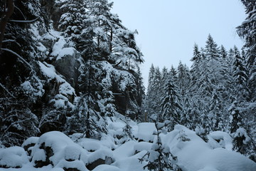 Fototapeta na wymiar Rocks in the pine forest
