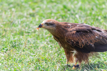 royal kite in its territory, in Cantabria, Spain