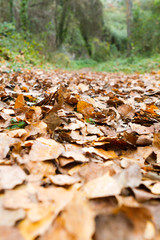 autumn leaves in forest