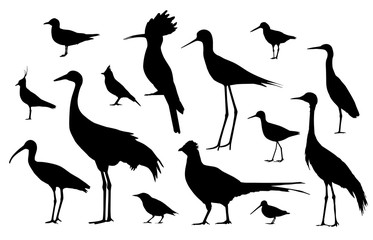 Shorebirds and birds of fields. Silhouettes vector set - obrazy, fototapety, plakaty