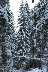 snow covered trees