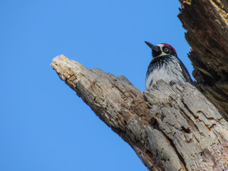 Carpintero Bellotero Melanerpes formicivorus