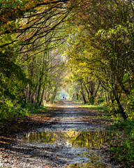 Walk in the woods on a autumn day.