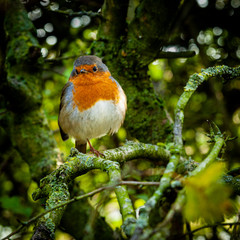 Robin red breast standing on one leg.