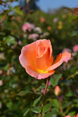 オレンジのバラ背景