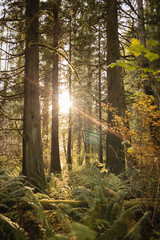 sunlight in the forest 