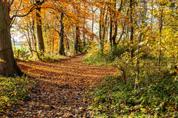 Fototapeta na wymiar Walk in the woods on a autumn day.