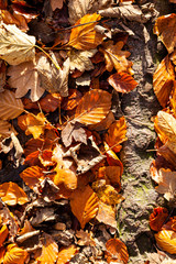 Autumn leaves, in sunlight.