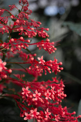 Red Flora