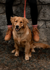 Golden retriever and Woman's shoes