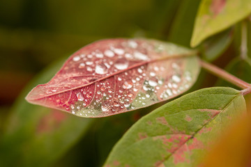 red leaf with drops of water