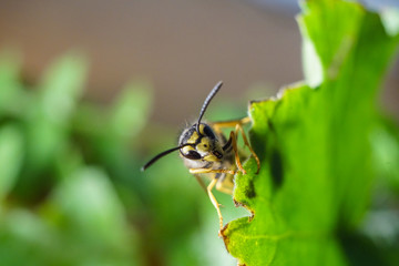 Macro of a wasp bee on a green leaf.