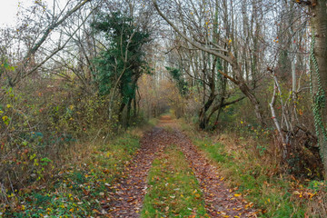 Un sentiero nel bosco e le differenti sfumature di colori in autunno, stagioni e natura