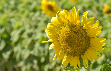 Beautiful sunflower in nature garden