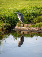 A grey heron standing and relaxing by a canal with its reflection in water