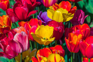 Various colorful tulips during springtime 