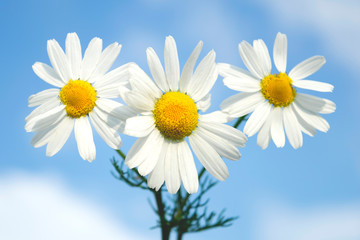 Close up at three bright chamomile on blue sky background with clouds, summer sunny day.