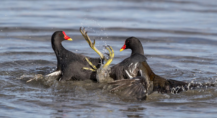 Moorhens Fighting
