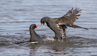 Moorhens Fighting