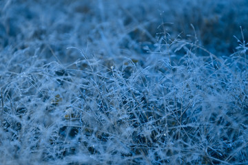 Frozen grass and leaves with hoarfrost in a trendy blue tone. Color of the year 2020, Classic Blue.