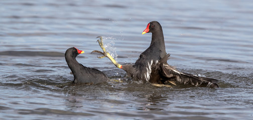 Moorhens Fighting