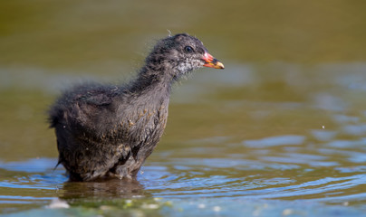 Moorhen Juvenile Wading in Water