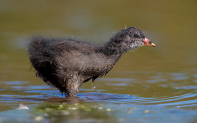 Moorhen Juvenile Wading in Water