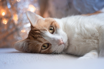 Gato tendido frente a las luces del arbol de navidad